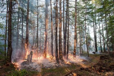 آتش‌سوزی زودهنگام در کمین جنگل‌های ایران