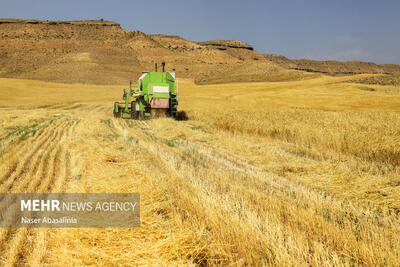 پیش‌بینی برداشت ۷۰ هزار تن گندم از مزارع شهرستان پارس‌آباد