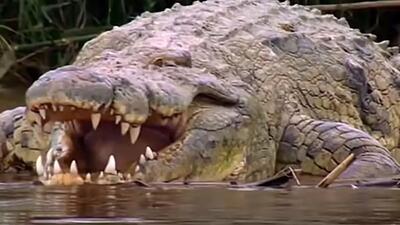 لحظاتی دلهره آور از شکار عظیم ترین تمساح جهان در برزیل+ فیلم