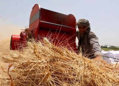 پیش بینی خرید ۱۶۰ هزار تن گندم در مازندران