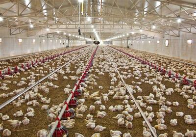 رشد 58 درصدی جوجه‌ریزی در مرغداری‌های بوشهر - تسنیم
