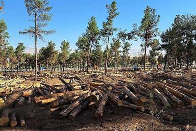 ادعای قطع درختان در پارک قیطریه غیرمستند و کذب است