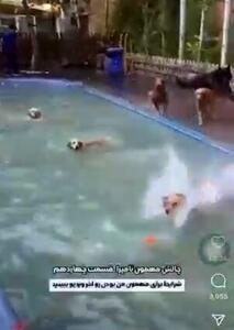 کافه سگ‌ها در تهران پلمب شد