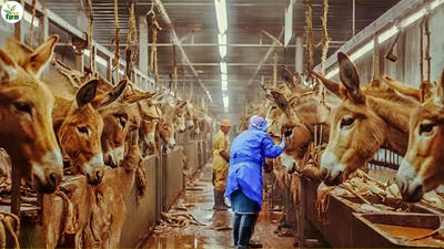 (ویدئو) چگونه کشاورزان چینی هزاران الاغ را برای گوشت و شیر پرورش می‌دهند؟