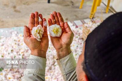 (تصاویر) گلاب روستای گیلده گیلان