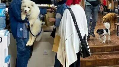 ماجرای کافه سگ‌ها که امروز پلمب شد | ویدئو