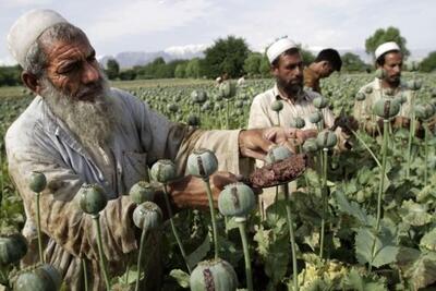 نگاهی به وضعیت کشت تریاک در افغانستان/ طالبان چگونه تحریم‌ها را دور می‌زنند؟
