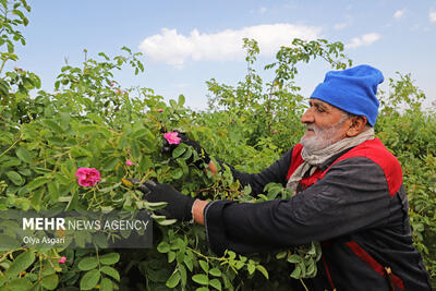 برداشت گل محمدی از مزارع گلستان