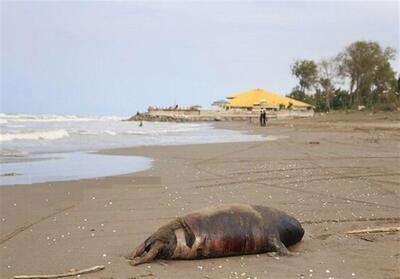 تداوم مرگ فوک‌های خزری در سواحل مازندران - تسنیم