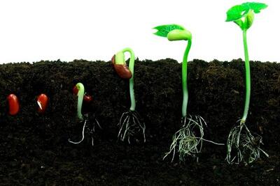 مراحل رشد دانه و شرایط رشد دانه ها