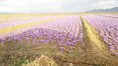 ۸۵ درصد زعفران جنبه صادراتی دارد/ خطر فراموشی زعفران ایران در بازارهای جهانی - عصر اقتصاد