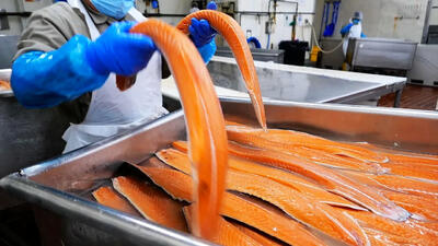(ویدئو) نگاهی به بزرگترین کارخانه دودی کردن ماهی قزل آلا در آمریکا