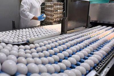 تولید هشت هزار و ۶۵۰ تن تخم مرغ در واحدهای مرغ تخمگذار استان قزوین