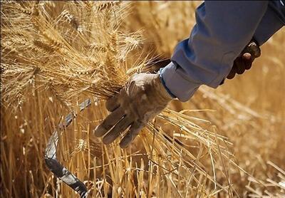 کاهش ۳۵۰۰ تنی گندم مازاد بر مصرف کشاورزان یزدی