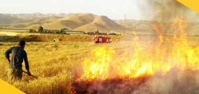 دستگیری عامل آتش سوزی خرمن های گندم در شاهرود