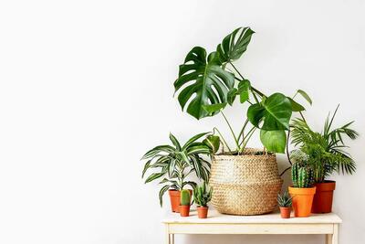 ساده‌ترین گیاهان آپارتمانی برای نگهداری در خانه را بشناسید!