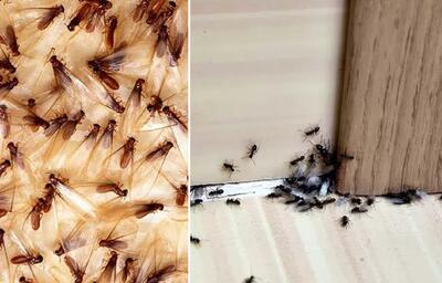 از بین بردن مورچه بالدار تو خونه / جرئت نداری بخوابی انقد مورچه هست؟ / اینجوری خلاصی
