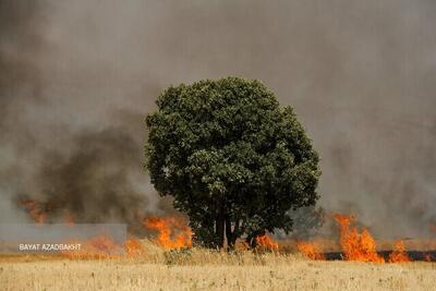 عامل آتش‌سوزی خرمن‌های گندم در شاهرود اعلام شد