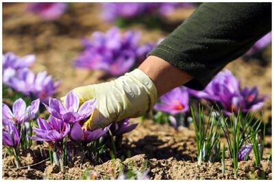 پتانسیل تولید حداقل ۵۰۰ تن زعفران در کشور وجود دارد