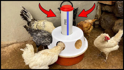 (ویدئو) نحوه درست کردن دانخوری مرغ ها با لوله پلیکا و تشت پلاستیکی