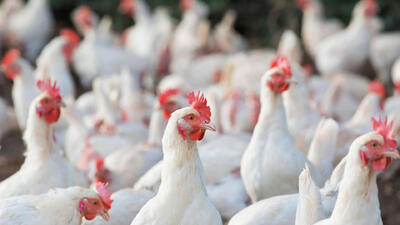 تولید مرغ از مصرف پیشی گرفت