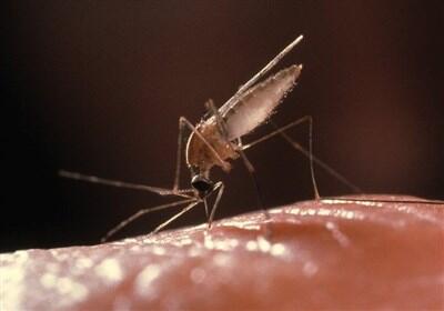 مطمئن‌ترین روش تشخیص قطعی بیماری مالاریا چیست؟ - تسنیم