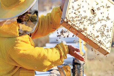 شکر تحویلی به زنبورداران 38 هزار و 500 تومان شد
