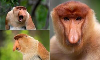 (عکس) کشف راز زشت‌ترین حیوان جهان؛ بینی عجیب این میمون‌ها ابزار جذابیت جنسی آن‌هاست!