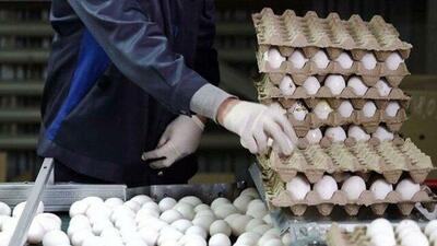 مرغ و تخم مرغ را به صورت انبوه صادر می‌کنیم