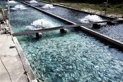 رهاسازی ۶۰ هزار قطعه بچه ماهی کپور در آب بندان‌ها و منابع آبی خاش