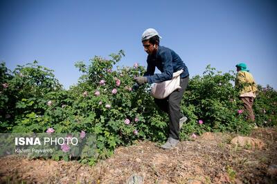 کشت گل محمدی در کوهسرخ زمینه‌ساز ایجاد اشتغال و درآمدزایی