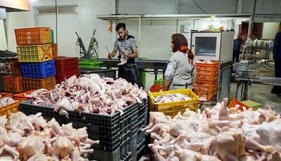 بازار مرغ؛ از کمبود تا صادرات