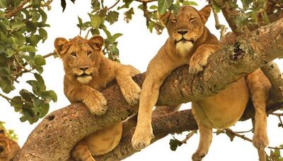 وضعیت جالب دو شیر در پارک ملکه الیزابت! (فیلم)
