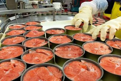 علت افزایش قیمت تن ماهی چیست؟ | اقتصاد24