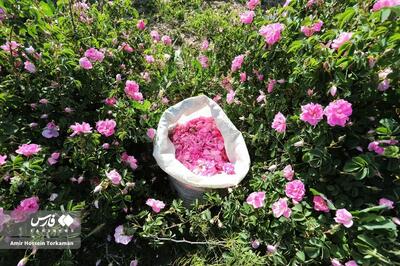 (تصاویر) برداشت گل محمدی در همدان