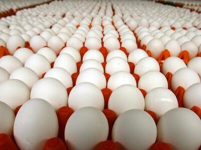 قیمت تخم مرغ در بازار امروز ۱۲ خرداد ۱۴۰۳ | رویداد24