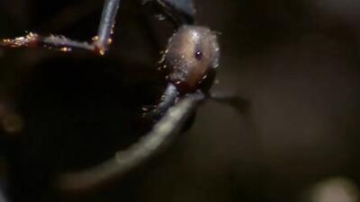 حمله مورچه‌ها به کندوی زنبورها + فیلم