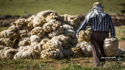 ۱۶۰ تُن پشم گوسفند در مهاباد برداشت می‌شود