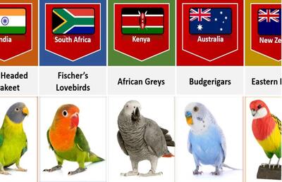 طوطی شما اهل کدوم کشوره ؟