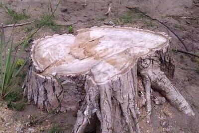 دادستانی تهران به ماجرای خشک شدن درختان چیتگر ورود کرد