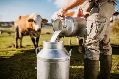 تا سال ۱۴۰۴ به تولید حدود ۱۵ میلیون تن شیرخام دست خواهیم یافت