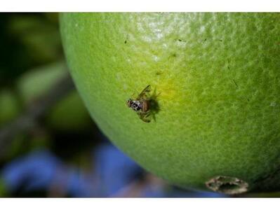 آفت مگس میوه مدیترانه‌ای در ۱۳۰۰ هکتار باغات آمل ردیابی شد