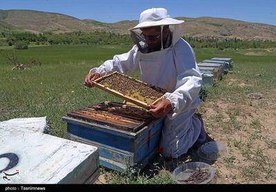 فعالیت  620 زنبورستان در مشهد / تولید سالانه 750 تن عسل - تسنیم