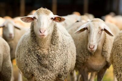 قیمت گوسفند زنده امروز 13 خرداد1403