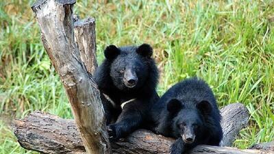 کشف دو قلاده توله خرس سیاه بلوچی درنائین
