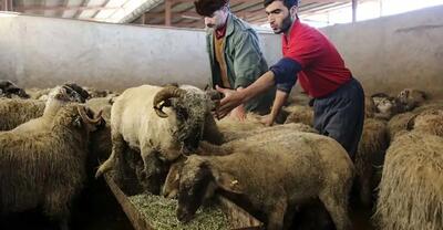 قیمت گوسفند زنده امروز دوشنبه ۱۴ خرداد ۱۴۰۳