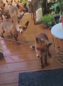 روباه های گرسنه در پی غذا جلوی در خانه ها می آیند