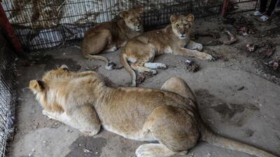 وضعیت  ناراحت کننده حیوانات باغ‌وحش رفح | رویداد24