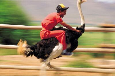 از بدایع حیات وحش؛ سرعت شتر مرغ با اسب مسابقه برابره مردم بدون زین سوارش میشن