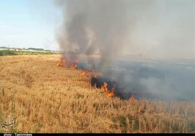 آتش‌سوزی گسترده در مزارع شهرستان چوار+فیلم - تسنیم